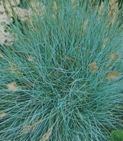 Овсяница голубая (Festuca glauca)