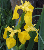 Ирис болотный (Iris pseudacorus)