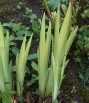 Ирис болотный пестролистная форма (Iris pseudacorus variegata)
