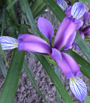Ирис злаколистный (Iris graminea). Питомник "Шамординка"