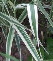 Канареечник тростниковидный "Пикта" (Phalaris arundinacea "Picta")