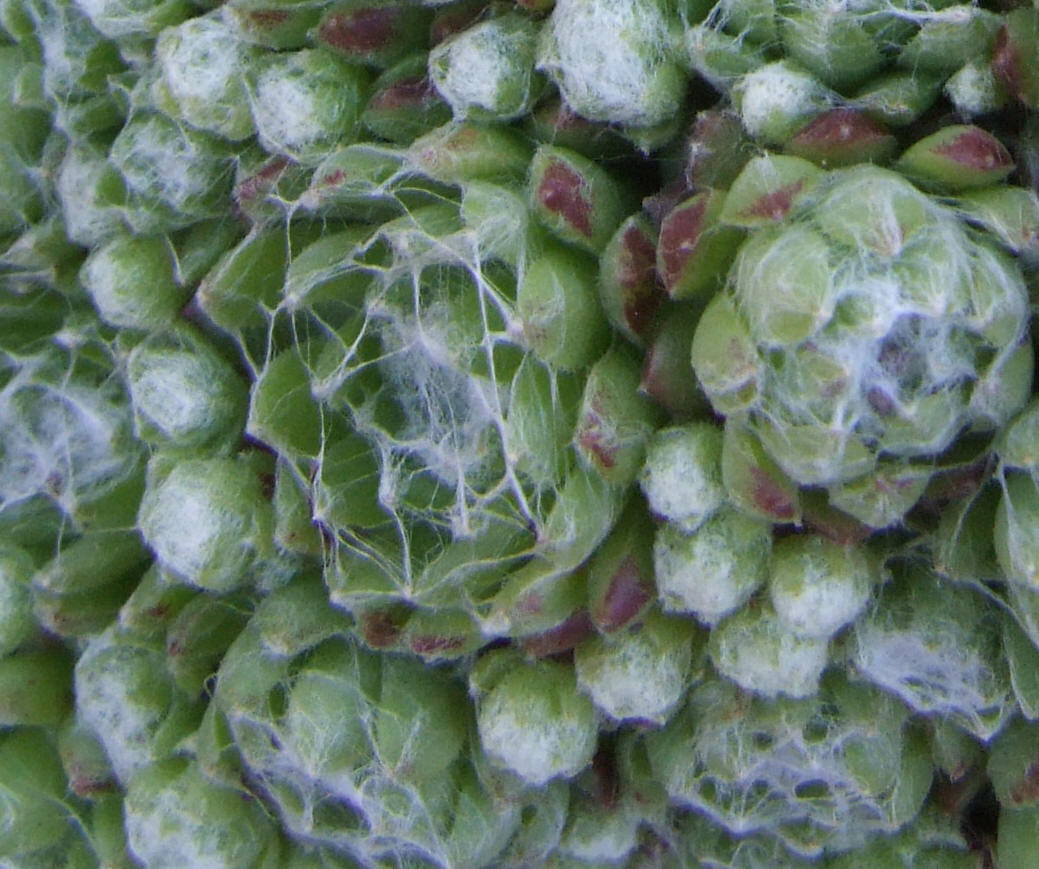 молодило паутинистое (Sempervivum arachnoideum)