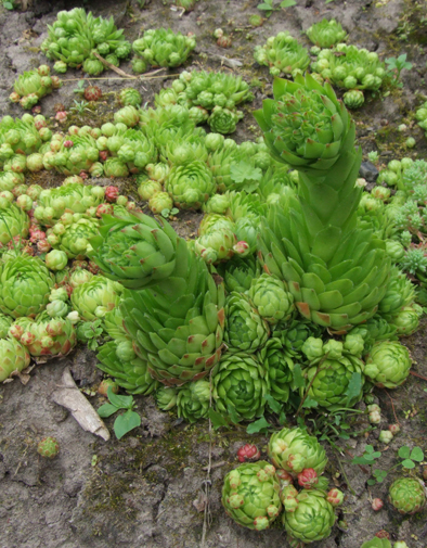 Молодило отпрысковое (Sempervivum soboliferum)