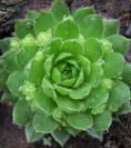 Молодило отпрысковое (Sempervivum soboliferum)
