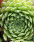 Молодило реснитчатое (Sempervivum ciliosum)