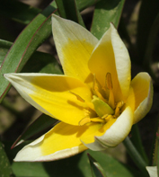  тюльпан батанический Tarda Dasystemon