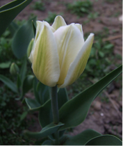 тюльпан Spring Green