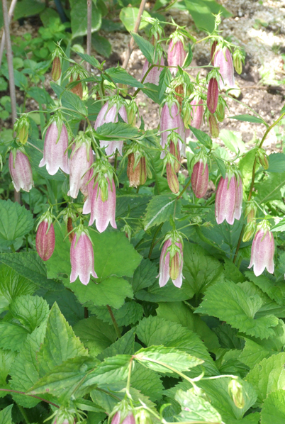 Колокольчик точечный (Campanula punctata). питомник "Шамординка"