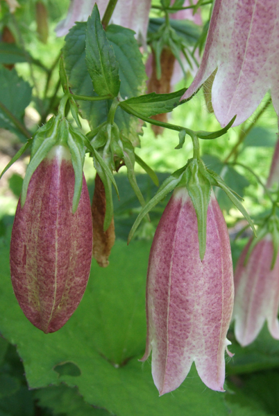 Колокольчик точечный (Campanula punctata). Питомник "Шамординка"