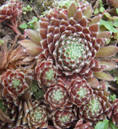 Молодило Maigret (Sempervivum Maigret)