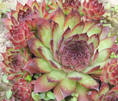 Молодило Maria Laach (Sempervivum Maria Laach)