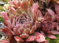 Молодило Maya(Sempervivum Maya)