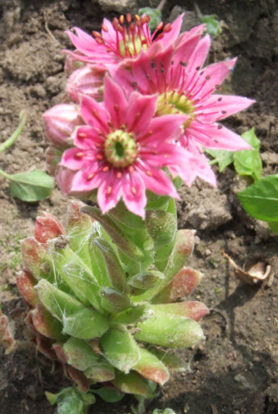 Молодило паутинистое (Sempervivum arachnoideum).Питомник "Шамординка"