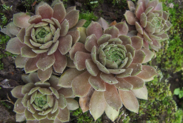 Sempervivum Martin