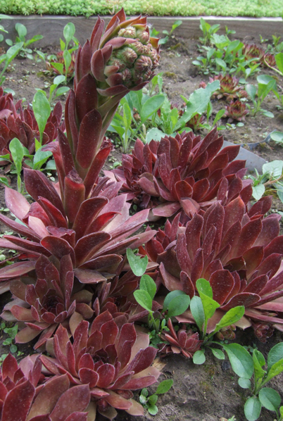 Молодило Oh My (Sempervivum 'Oh My')