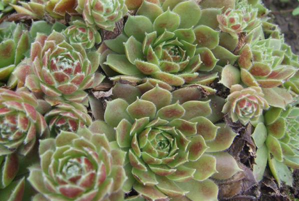 молодило Sempervivum Ohioan