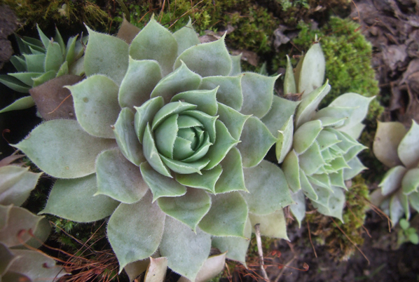 Sempervivum Silver Song