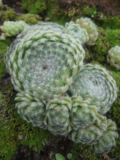 Sempervivum ciliosum