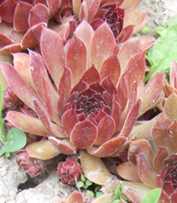 Молодило Oh My (Sempervivum 'Oh My')