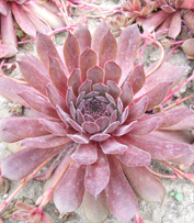 молодило Pacific Sonata (sempervivum Pacific Sonata)