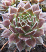 молодило Sopa